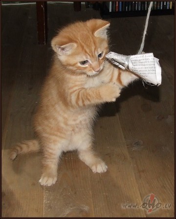 Man iepatik�s �is teiciens:
Kad Sieviete gatavoj�s prec�t ...