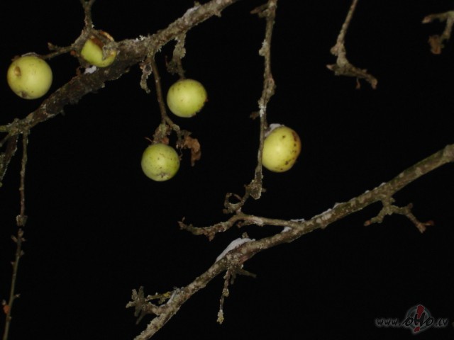 Labr�ti�� visapk�rt :) !!!
K� oma, k� darbprieks ? Kaut mani ...