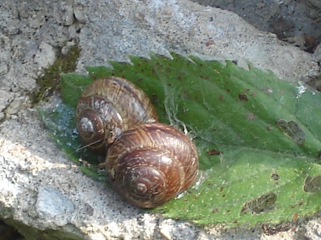 Vai kaut ko b�v�t uz m�lest�bas pamatiem nav tikpat naivi, k� m�ness ...