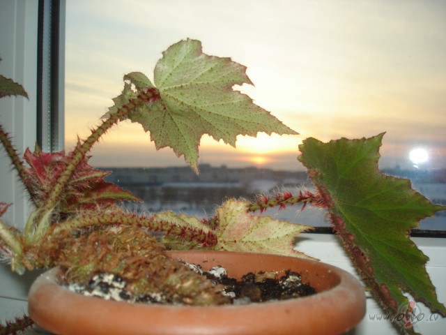 .......... apseezjos mazaa pauziitee starp vienu un naakamo tiikamo ...