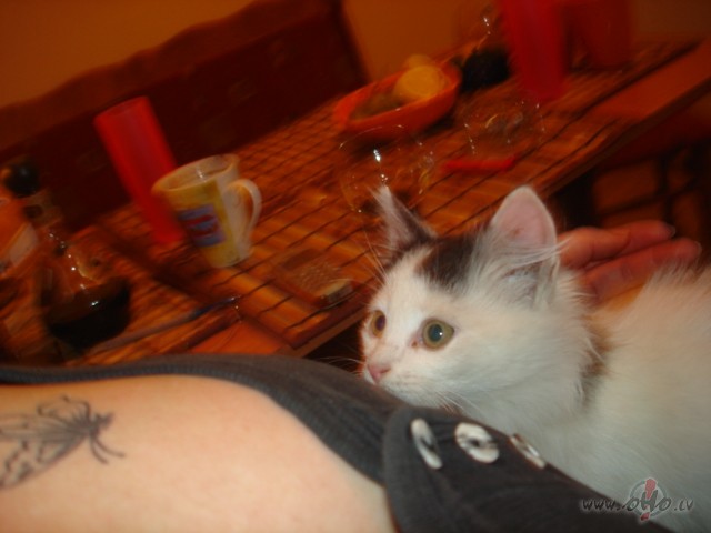 Vienkaarshi arii es eju aijaa-luluu .................:)