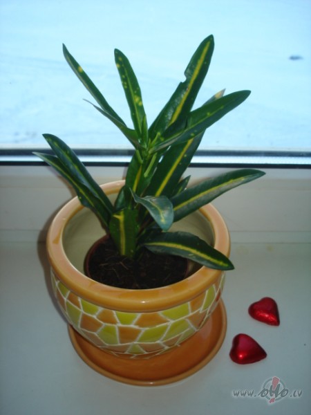 Jaa, laikam jau taisniiba, gana sliimestoties, jaalaizj ...