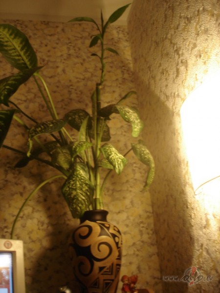 Miedziits kaveejaas un lasu sho un to..... she ko izlasiiju :Svar�gi, ...