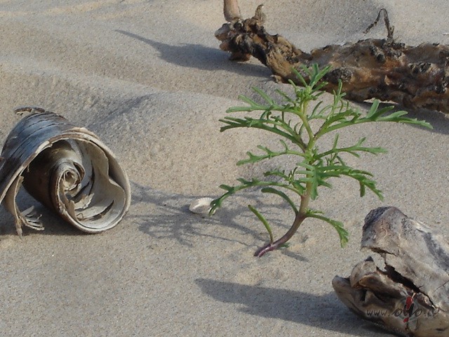 Visas upes strauji pl�st uz j�ru,gaiss tik reibino�s un ...