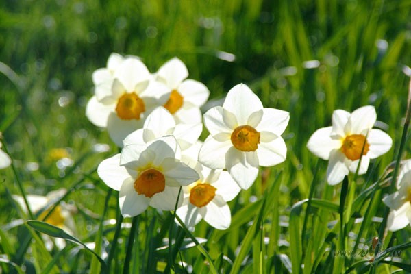 Ceturtdiena, pavasaris, jauki, saul�te sp�d,nu j�, darbs ar� M���, ...