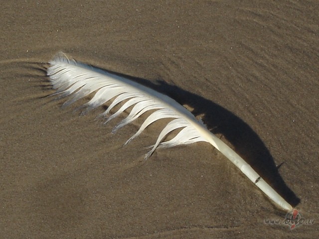 Ko lai es veelos ?-Visa man gana:Debess un zeme,Un saule muuzjam ...