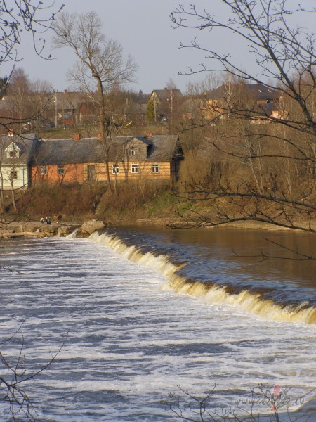 Vimbas k� katru pavasari peld pret straumi un lec p�ri rumbai.. ...