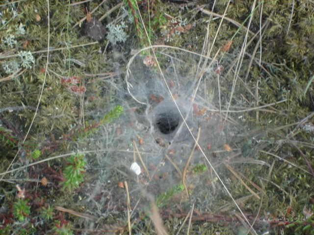 Lai liktens ar� turpm�k g�d� Daudz prieka, vesel�bas, naudas Un citas ...