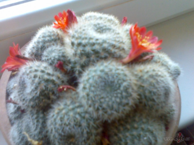 Nakt� uzsnidzis sniegs.Kaktusi�� uzzied�jis skaistiem ziediem...:)) ...