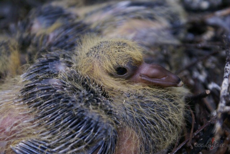 Balodis gaida Mammu :)