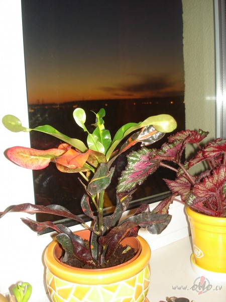 Sauliit taalaa gabalaa, eju chuchaat midzinjaa :)))))