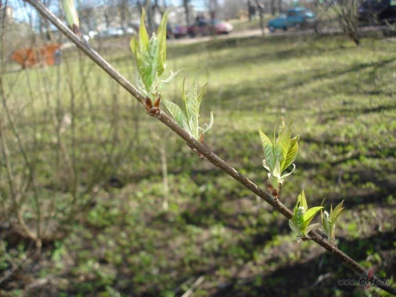 Shodien izbaudiiju fiziskaa darba priekshrociibas, jo sevishkji ja ...
