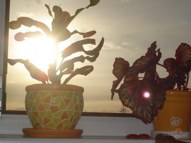 Rek, rek..... saule bij un aiztipina chuchaat :) Jaa, cilveekam jau ...