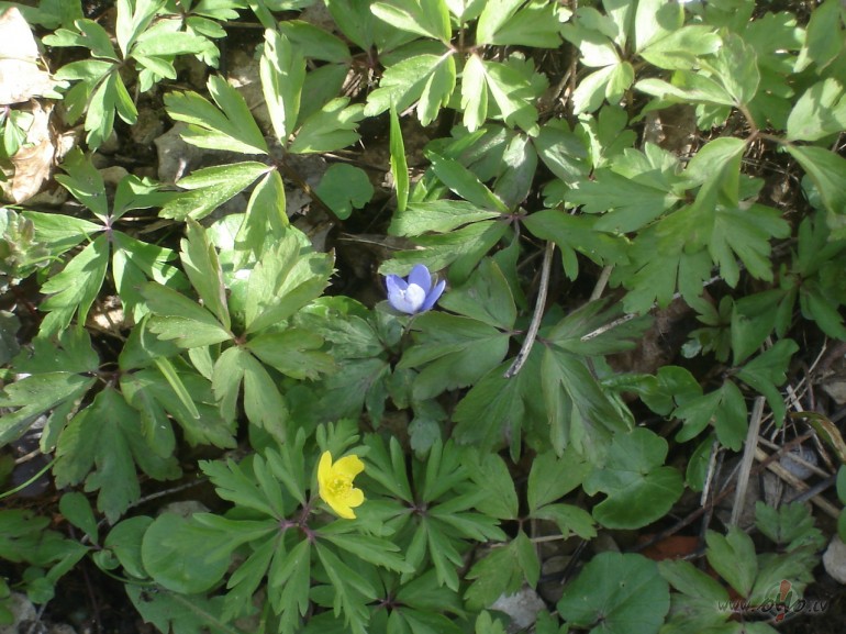 Lieliskas briivdienas :))))))))))))))