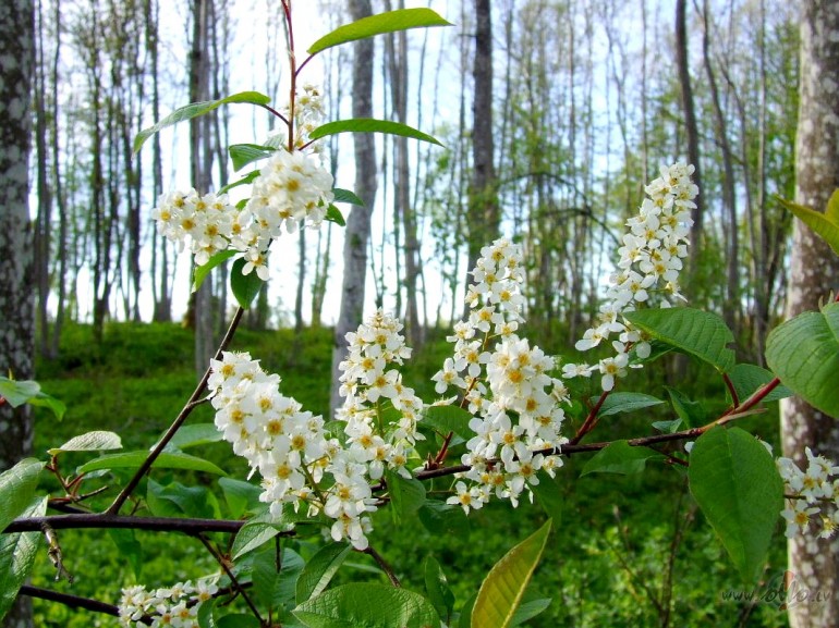 Nakts mier�ga.....No upes l�n�m kaln� r�pjas miglas v�li
l�dzi ...