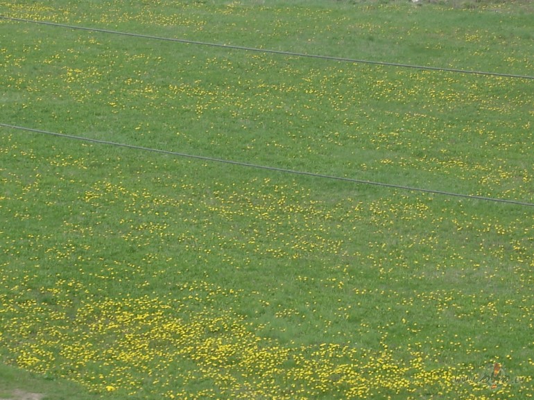 Shonaksninj putnu treljlji (interesanti, kuri ir bija naksninieki ...