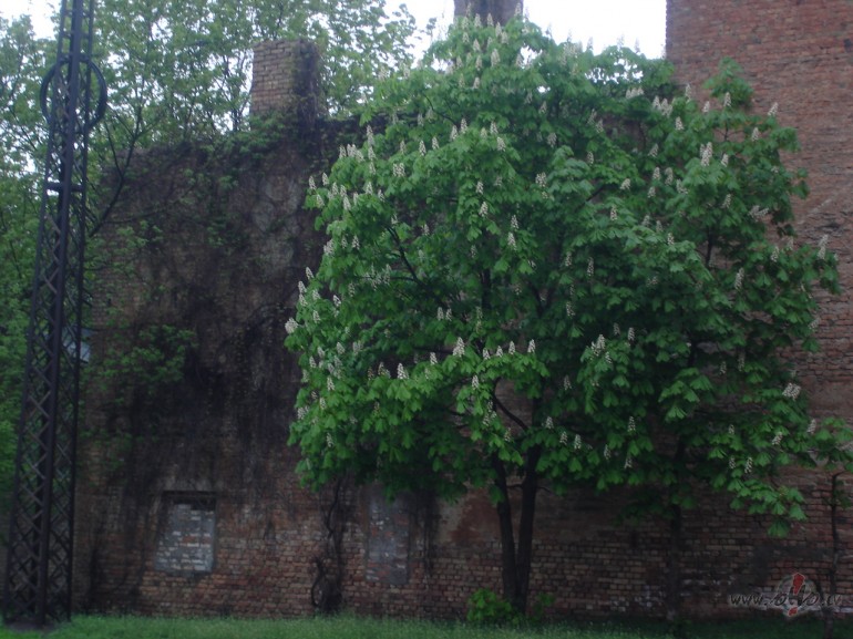 K�ds kastanis priec�gi mani r�ta ausm� sveicina... :)