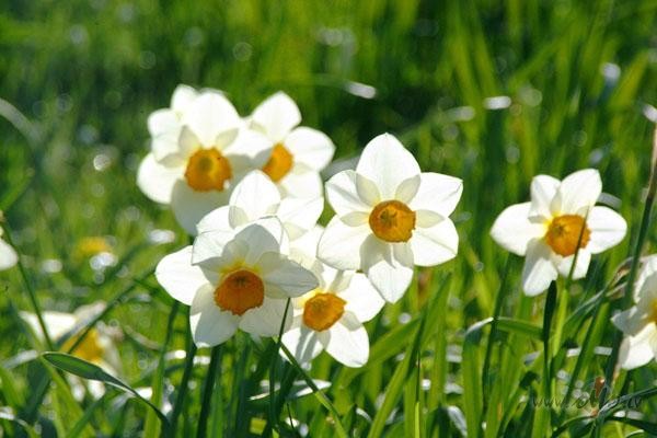 K� mirklis paiet dienaUn paz�d m���b�.Es s��u �etr�s sien�s,Bet ...
