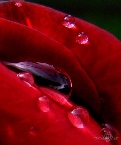 ?Atkal ir nakts aiz loga,Ver tumsa pienenes ciet,Jau rasas ...