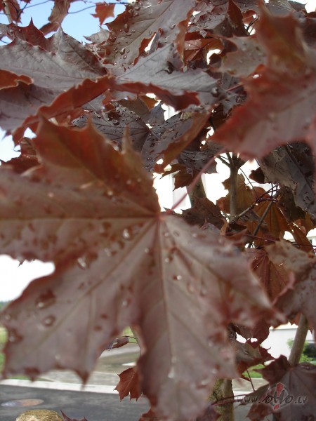 Sarkan� k�ava, lietus l�ses aizkav�ju��s uz t�s lap�m un manas domas ...