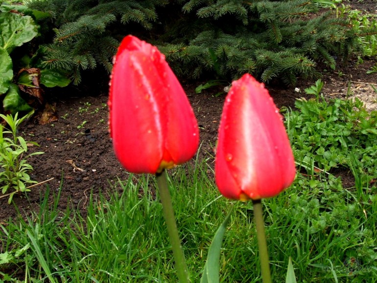 Pal�dz pavasari, 
Lai tas sp�ku aizdod. 
Pal�dz pute�iem, 
Lai ...