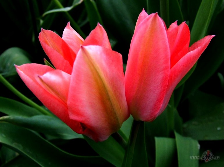 Ar Tevi �ai laik� lai notiek
Neparasts br�nums k�ds,
Lai laime ...