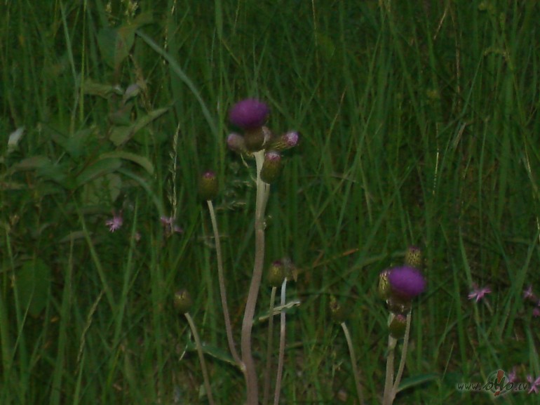 Uzrotam piedurk�us, padaram dar�mo un s�kam kaldin�t br�vdienu pl�nus ...