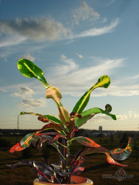 Kas suudzeejaas par zilaa debesjuma un sauliites iztruukumu ? :)) Re, ...