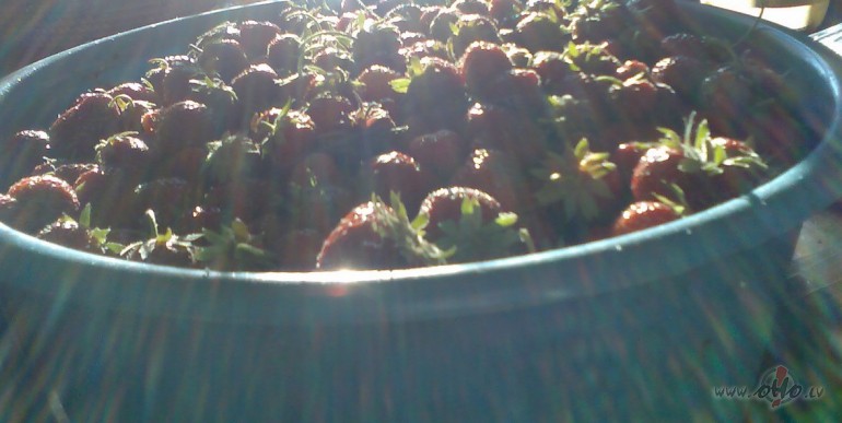 Beidzot s�kas vasara, zeme�u laika kulmin�cija. Zemenes uz degungala, ...