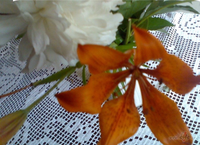 K� sen� pasak� no veciem d�rziem, k�ds �eizarkronis pujenei ir ...