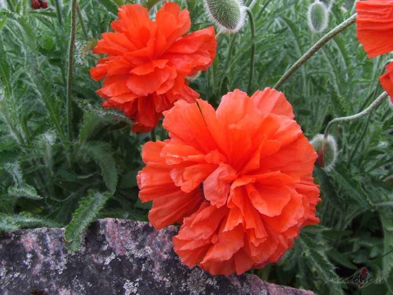 Virtu�l� m�lest�ba 

&nbsp;

??.tas s�k�s jau labu br�di pirms ...