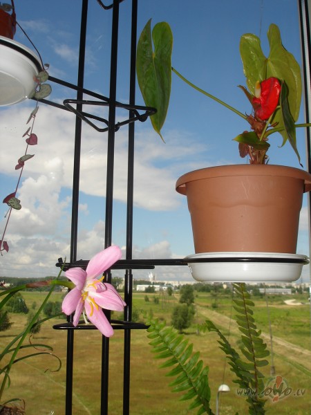 Zied, zied pasauliite ap mani, uzzied pat tas, ko dazjsh pat nafff ...