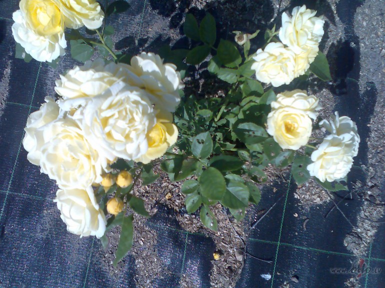 Starp roz�m, m�ko�iem es kl�stu,Starp maig�m ziedlapi��m, �rk��iem ...