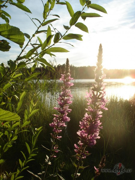 Redz, jau darblaikam tuvojas gals, lietus mit�jies, v�jels m�ko�us ...