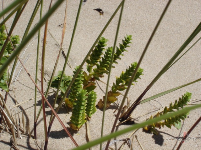 Vakarnakt �amp�ts, �or�t darbi�� :)) Visu redz var apvienot un viena ...