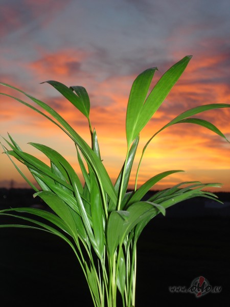 Aijaa-lulluu, miedzis aicina uz migu !!!:)
Arlabnaksninju visapkaart ...