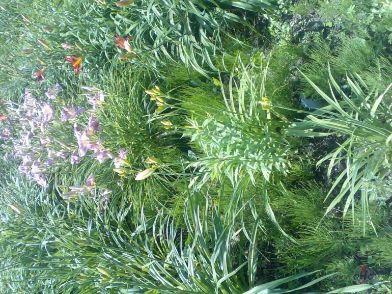 Reiz dz�voja k�da maza meiten�te, vi�ai bija gai�i zilas acis, blondi ...