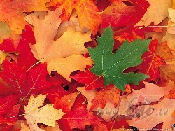 Nu, - k jtas visi skolni/studenti pdj brvbas dieni? Rt ...