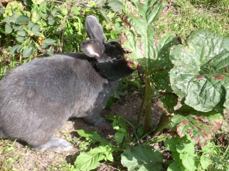 Ciemos vienm�r ir labi.. Ciemi�iem par godu tika par�d�ti tru�i, ...