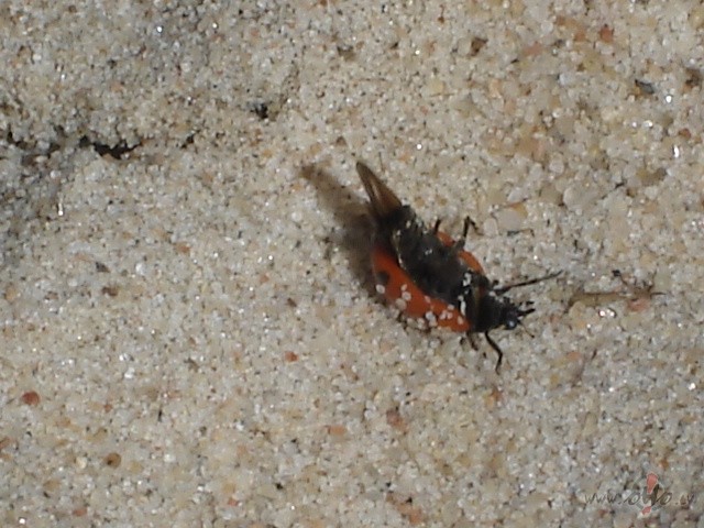 ............ skumjas.......... neizskaidrojamas...... vienk�r�i ...