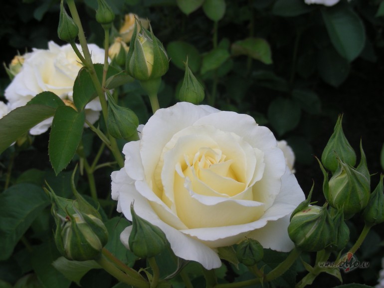 &nbsp;L�so rud�s liepu lap�s
&nbsp;Rudens lietus lieg�m l�s�m. ...