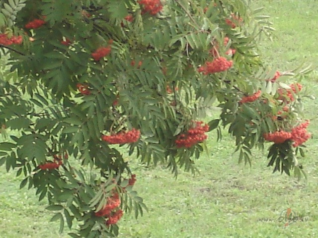 Viss jauki, viss lieliski :))))))) Ruden�g�s noska�as lai pakav�jas ...