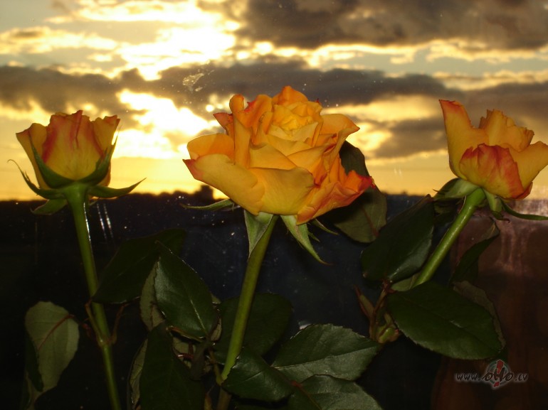 Ehhhhhhhh :))))))))) Briivdienastakshu klaat, veel tik bik, bik un ...