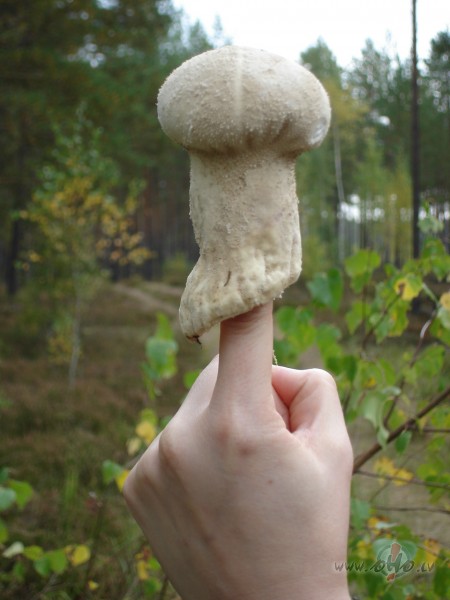 Paskatos uz mezja jociiguminjiem un..... saprotu, laiks ...