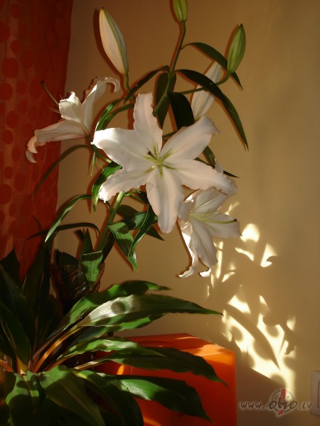 Cik tiikamas shaadas dienas- steigas nav, sauliite pa debesjumu ...