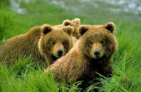 Un kas mums ko padar�s, ja tur�simies stipri, neviens v�j� neparaus, ...