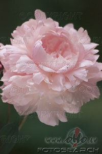 Peonija ziedu karaliene Austrumzem�s :)