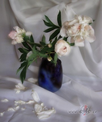 Ak �� zieda noz�me.....