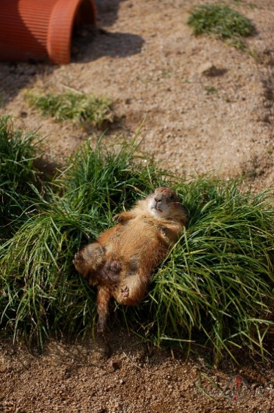 Mmm cik dziive tomeer var buut skaista!!! It sevishki ja darbaa nekas ...