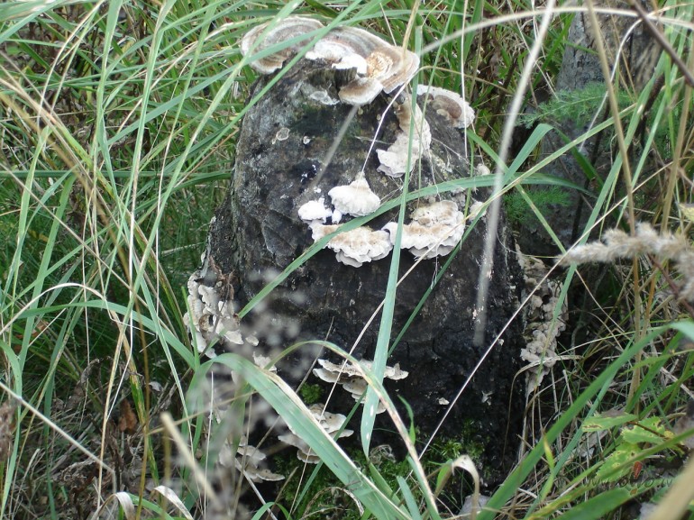 �odien lietus, lietus, lietus.... saul�te m�ko�mantel� ...